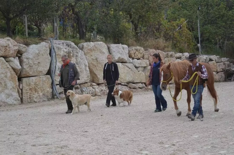 Abituamento cane - cavallo